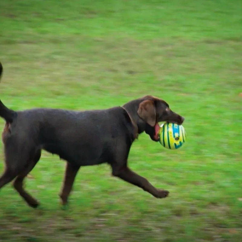 Wobble Wag Dog Toy – Interactive, Fun & Engaging Playtime for Pets