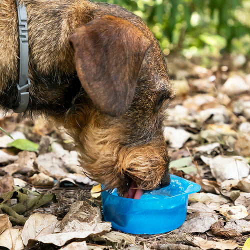 2-in-1 bottle with water and food containers for pets